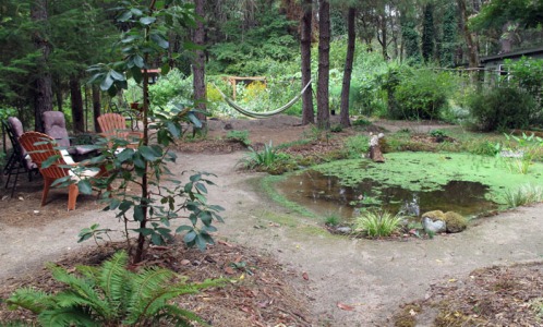 New frog/azolla pond with hammock and sitting area